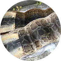 皮張替え